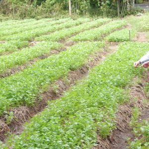 Gói 20g hạt giống ngò Bạc Liêu