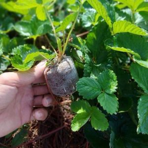 [Ngó] Cây giống dâu Hà Lan hoa hồng - Giống siêu chịu nhiệt, trái thơm và ngọt thanh