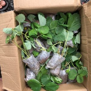 [Ngó] Cây giống dâu Hàn Santa - Giống trái to, đỏ và ngọt