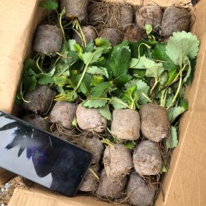 [Ngó] Cây giống dâu Hàn Santa - Giống trái to, đỏ và ngọt