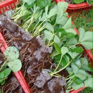 [Ngó] Cây giống dâu Hà Lan hoa hồng - Giống siêu chịu nhiệt, trái thơm và ngọt thanh