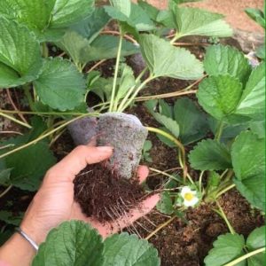 [Ngó] Cây giống dâu Hàn Santa - Giống trái to, đỏ và ngọt