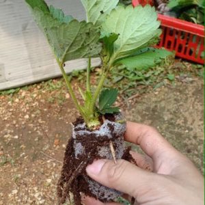 [Ngó] cây giống dâu New Zealand - Giống chịu nhiệt tốt cho trái giòn ngọt