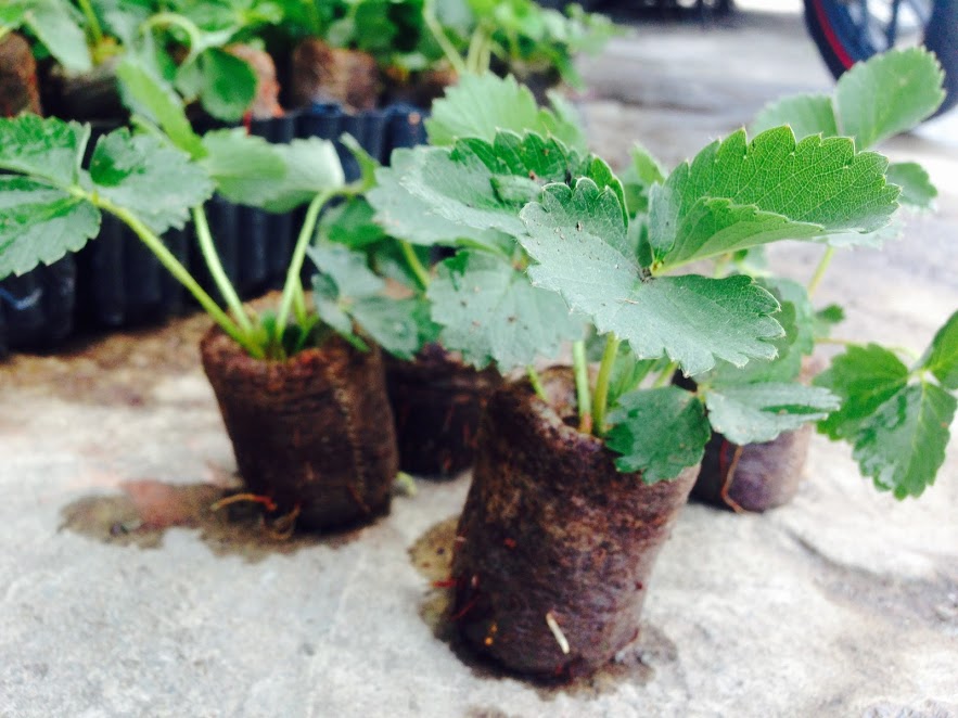 ngo-dau-tay-chiu-nhiet-1 NGÓ DÂU TÂY CHỊU NHIỆT