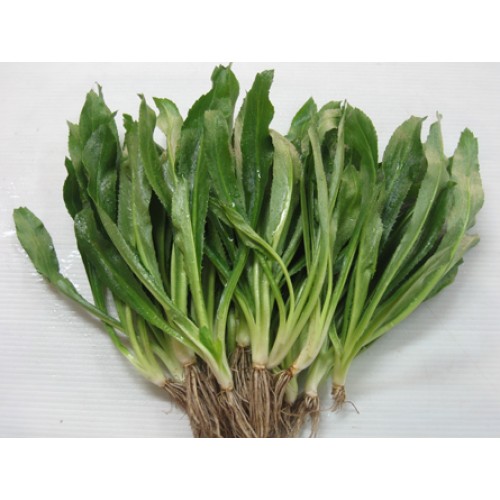 Gói 1g hạt giống ngò gai