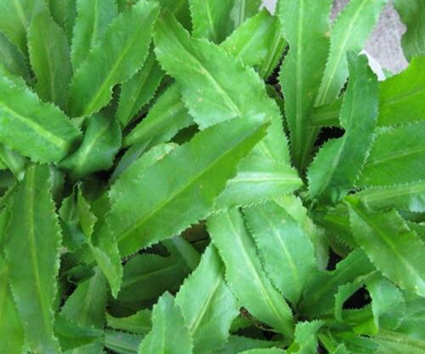 Gói 1g hạt giống ngò gai