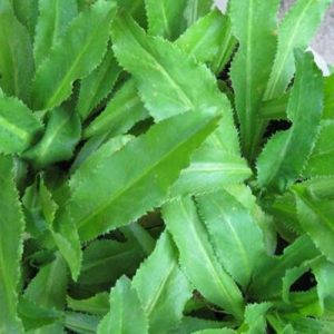 Gói 1g hạt giống ngò gai