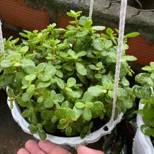 Cây giống Ngọc Bích - CayGiongTot