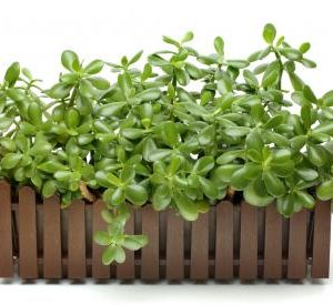 Cây giống Ngọc Bích - CayGiongTot