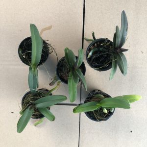 Combo 5 cây giống hoa lan Đai Châu - Ngọc Điểm Thái đủ màu, giao màu ngẫu nhiên, không lựa màu