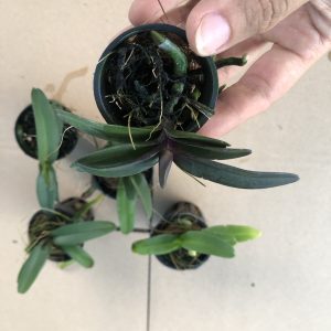 Combo 5 cây giống hoa lan Đai Châu - Ngọc Điểm Thái đủ màu, giao màu ngẫu nhiên, không lựa màu