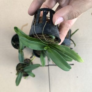 Combo 5 cây giống hoa lan Đai Châu - Ngọc Điểm Thái đủ màu, giao màu ngẫu nhiên, không lựa màu