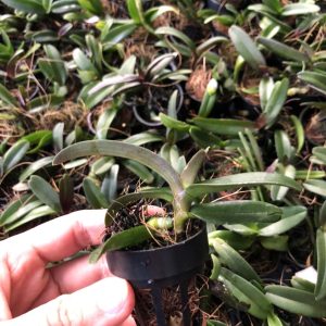 Combo 5 cây giống hoa lan Đai Châu - Ngọc Điểm Thái đủ màu, giao màu ngẫu nhiên, không lựa màu