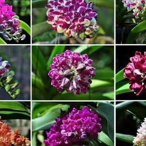 [Cây giống] hoa lan Đai Châu - Ngọc Điểm Thái đủ màu, giao màu ngẫu nhiên, không lựa màu