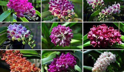 Combo 5 cây giống hoa lan Đai Châu - Ngọc Điểm Thái đủ màu, giao màu ngẫu nhiên, không lựa màu