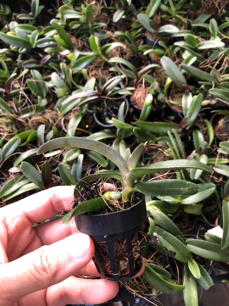 ngoc-diem-cay-con Combo 5 cây giống hoa lan Đai Châu - Ngọc Điểm Thái đủ màu, giao màu ngẫu nhiên, không lựa màu