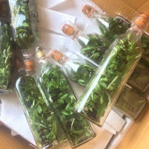 Ngọc điểm chai mô - Trắng - Nhập Thái 40 cây con