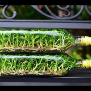 Ngọc điểm chai mô - Trắng - Nhập Thái 40 cây con