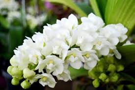 Ngọc điểm chai mô - Trắng - Nhập Thái 40 cây con