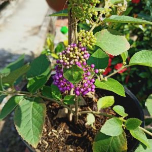 [Cây giống hoa] Ngọc Long Châu - CayGiongTot