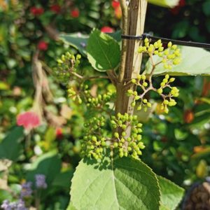 [Cây giống hoa] Ngọc Long Châu - CayGiongTot