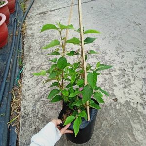 [Cây giống hoa] Ngọc Long Châu - CayGiongTot