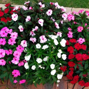 Gói 15 hạt giống hoa ngọc thảo đơn - mai địa thảo - nhiều màu