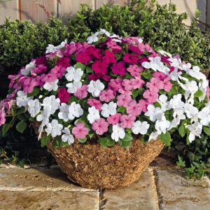 [Cây giống cấy mô] Combo 10 cây giống Hoa Ngọc Thảo - Mao Địa Thảo Kép đủ màu