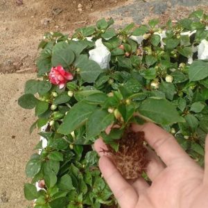 Vỉ 112 cây giống hoa ngọc thảo kép mix - Cây cho hoa Tết 2021