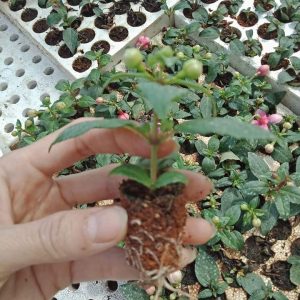 [Cây giống cấy mô] Combo 10 cây giống Hoa Ngọc Thảo - Mao Địa Thảo Kép đủ màu