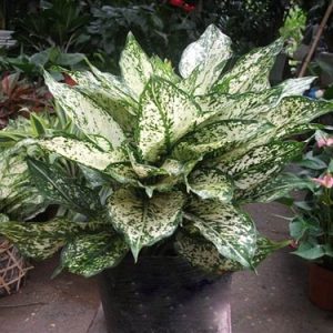 [Cây phong thủy] Cây Ngọc Ngân - có ý nghĩa mang đến sự may mắn, tài lộc - CayGiongTot