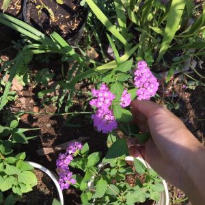 Chậu cây hoa Ngũ Sắc Tím đang nụ hoặc đang hoa - Cây Trâm Ổi - Cosmos Bipinnuatus