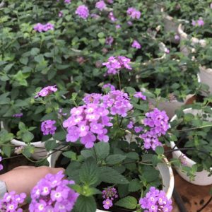 Chậu cây hoa Ngũ Sắc Tím đang nụ hoặc đang hoa - Cây Trâm Ổi - Cosmos Bipinnuatus