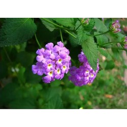 Chậu cây hoa Ngũ Sắc Tím đang nụ hoặc đang hoa - Cây Trâm Ổi - Cosmos Bipinnuatus