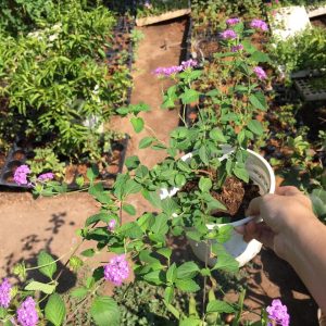 Chậu cây hoa Ngũ Sắc Tím đang nụ hoặc đang hoa - Cây Trâm Ổi - Cosmos Bipinnuatus