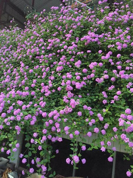 [10 Cây giống] Hoa Ngũ Sắc Tím rủ cấy mô - Cây Trâm Ổi - Cosmos Bipinnuatus