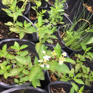 Chậu cây giống hoa ngũ sắc màu trắng rũ - Màu hiếm dành cho khách sưu tầm