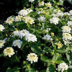 Chậu cây giống hoa ngũ sắc màu trắng rũ - Màu hiếm dành cho khách sưu tầm