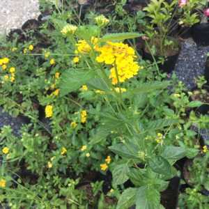 Chậu cây hoa Ngũ Sắc Vàng - Cây đang nụ hoặc đang hoa cực hiếm