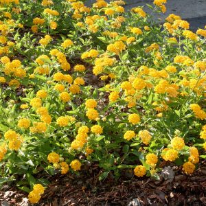 Chậu cây hoa Ngũ Sắc Vàng - Cây đang nụ hoặc đang hoa cực hiếm