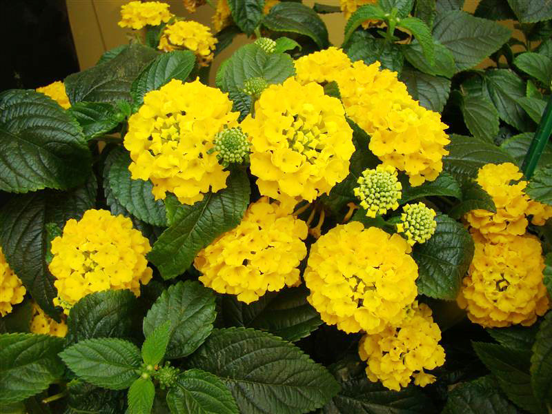 Chậu cây hoa Ngũ Sắc Vàng - Cây đang nụ hoặc đang hoa cực hiếm