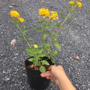 Chậu cây hoa Ngũ Sắc Vàng - Cây đang nụ hoặc đang hoa cực hiếm