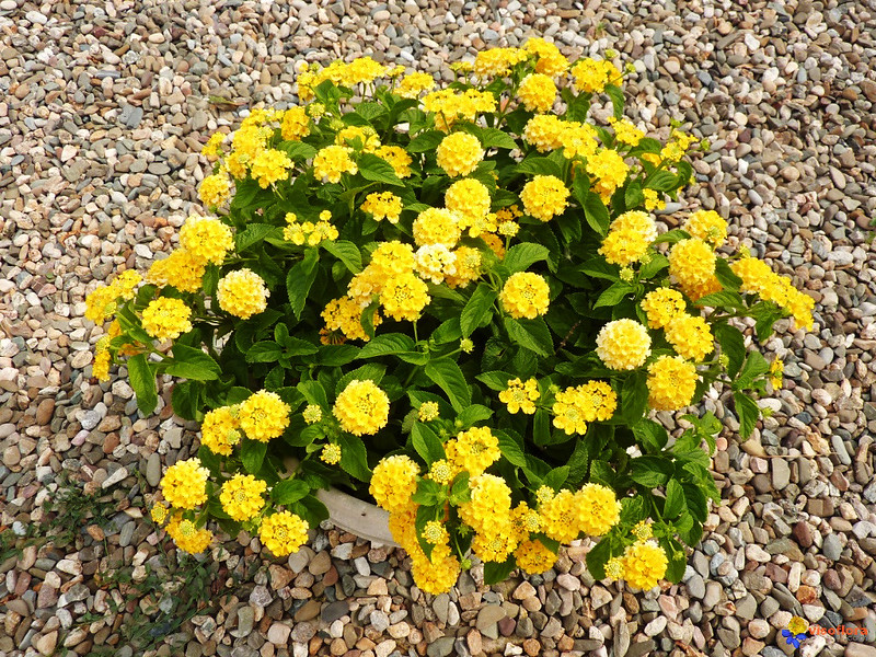 Chậu cây hoa Ngũ Sắc Vàng - Cây đang nụ hoặc đang hoa cực hiếm