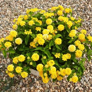 Chậu cây hoa Ngũ Sắc Vàng - Cây đang nụ hoặc đang hoa cực hiếm