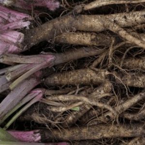 Gói 10  hạt giống Ngưu Bàng