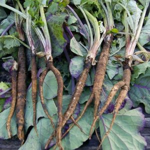 Gói 10  hạt giống Ngưu Bàng