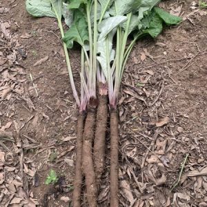 Gói 10  hạt giống Ngưu Bàng