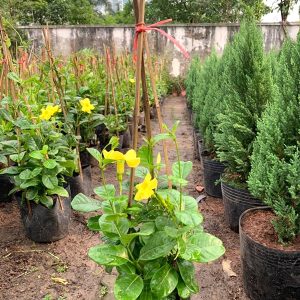 Cây giống Huỳnh Đệ - CayGiongTot