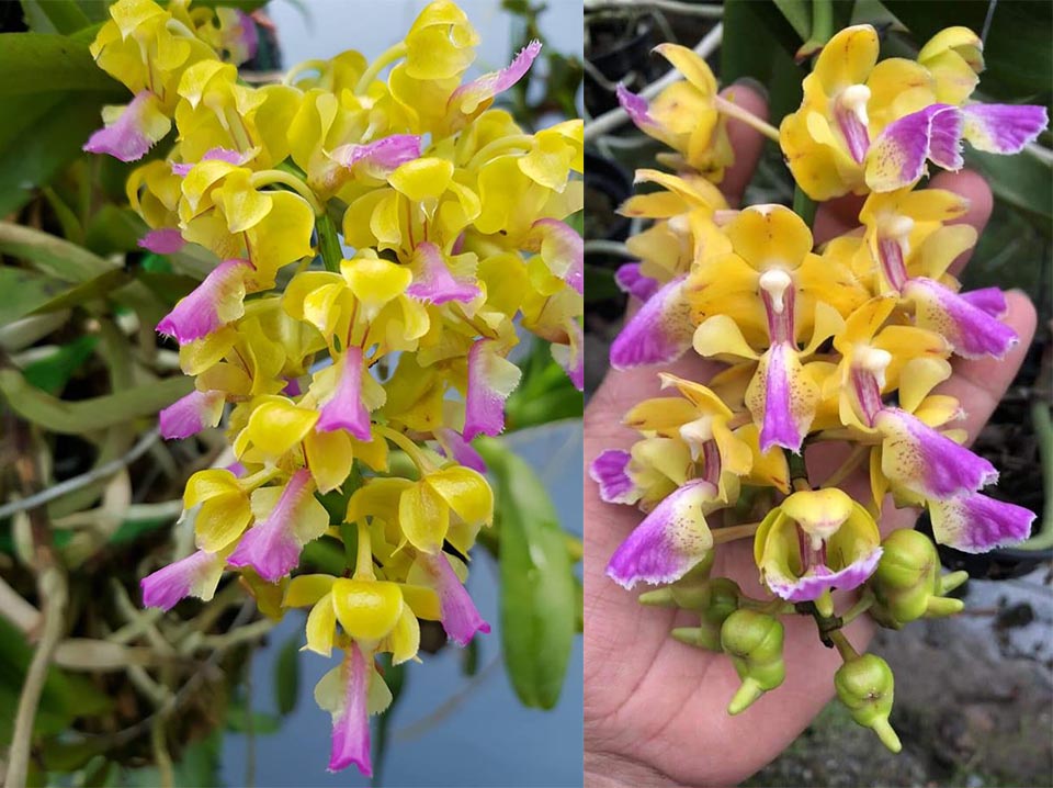 [Cây giống] Lan Hoàng Nhạn