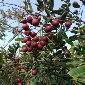 Cây giống nhãn xuồng tím chuẩn F1 cơm vàng, trái to, thịt dày, mau cho trái